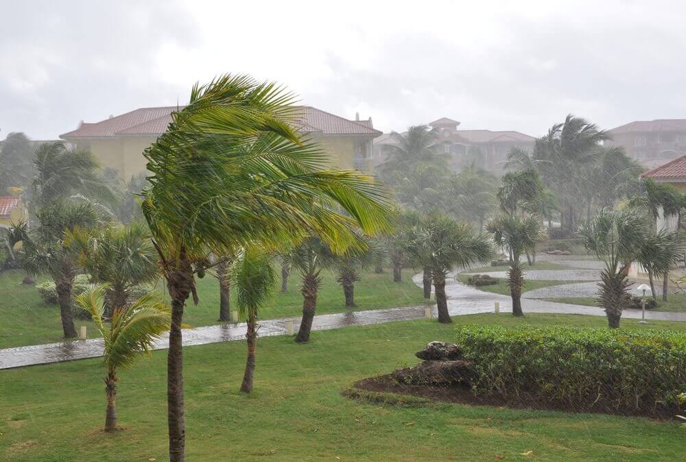 Photo of a Windy Weather