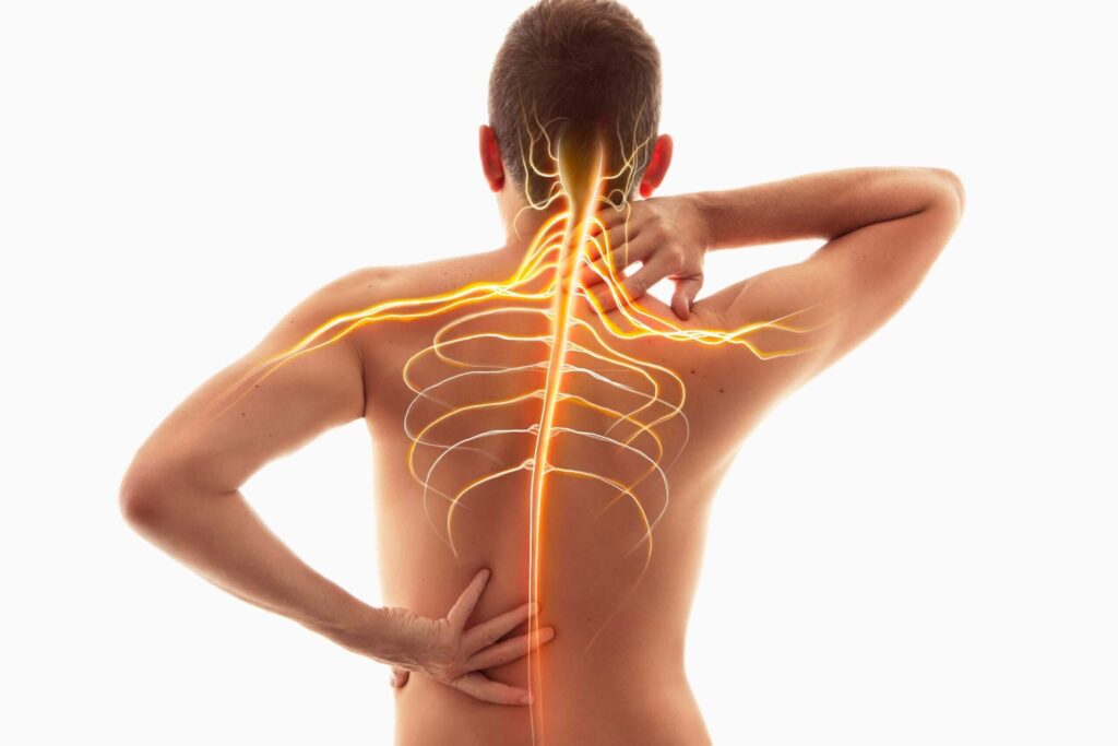 Neck pain, nervous system, human Neck pain, nervous system, human anatomy, nerves of the spine and neck