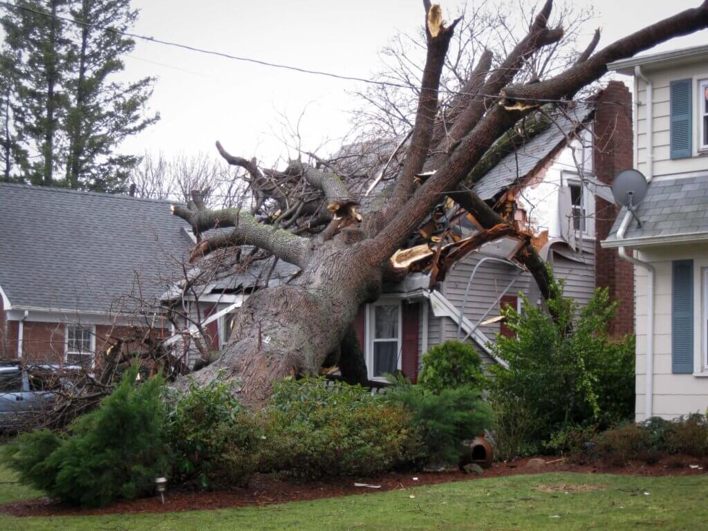 A tree stands on a house A tree stands on a house that has been damaged by a hurricane